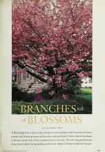 Better Homes & Gardens March 1998 Magazine Article: BRANCHES full of BLOSSOMS