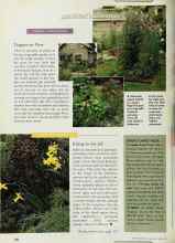 Better Homes & Gardens April 1998 Magazine Article: EDITOR'S CHOICE YUCCA