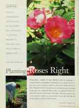 Better Homes & Gardens July 1998 Magazine Article: Planting Roses Right