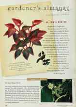 Better Homes & Gardens July 1998 Magazine Article: Euphorbia Euphoria