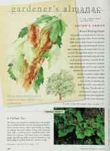 Better Homes & Gardens October 1998 Magazine Article: A Trillium Trio