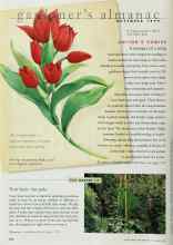 Better Homes & Gardens November 1998 Magazine Article: A trooper of a tulip