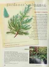 Better Homes & Gardens December 1998 Magazine Article: Colorful Little Explosions