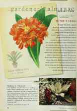 Better Homes & Gardens January 1999 Magazine Article: Basking in verbascum