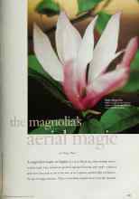 Better Homes & Gardens March 1999 Magazine Article: The magnolia's aerial magic