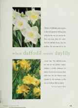 Better Homes & Gardens May 1999 Magazine Article: when daffodil meets daylily