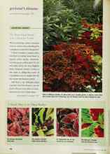 Better Homes & Gardens June 1999 Magazine Article: A Shade Plant in So Many Shades