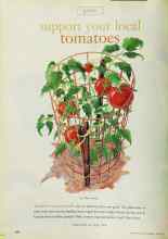 Better Homes & Gardens June 1999 Magazine Article: Support your local tomatoes
