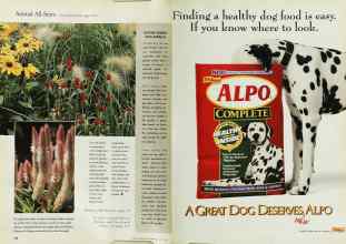 Better Homes & Gardens July 1999 Magazine Article: Page 144