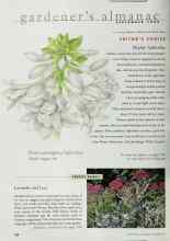 Better Homes & Gardens September 1999 Magazine Article: Mighty Aphrodite