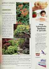 Better Homes & Gardens November 1999 Magazine Article: Euphorbia Euphoria
