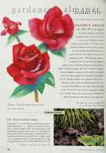 Better Homes & Gardens December 1999 Magazine Article: Oh, Those Golden Grasses