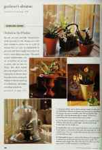 Better Homes & Gardens December 1999 Magazine Article: Orchids in the Window