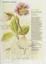 Better Homes & Gardens January 2000 Magazine Article: Carefree Color