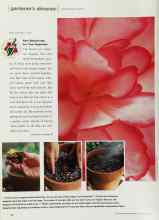 Better Homes & Gardens January 2000 Magazine Article: New Beginnings For Your Begonias