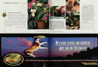 Better Homes & Gardens February 2000 Magazine Article: More beginnings for your begonias
