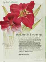 Better Homes & Gardens March 2000 Magazine Article: Red, Hot & Blooming