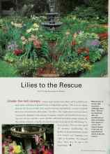 Better Homes & Gardens March 2000 Magazine Article: Lilies to the Rescue