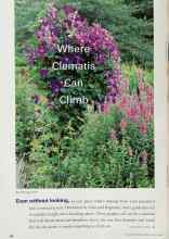 Better Homes & Gardens March 2000 Magazine Article: Where Clematis Can Climb