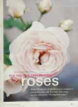 Better Homes & Gardens March 2000 Magazine Article: The top ten reblooming roses