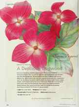 Better Homes & Gardens April 2000 Magazine Article: A Delicious Dogwood