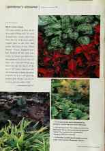 Better Homes & Gardens May 2000 Magazine Article: Big ol' honkin' leaves