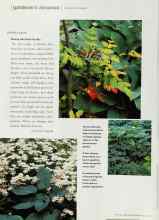 Better Homes & Gardens August 2000 Magazine Article: Giving the hosta its due