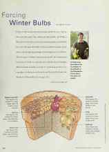 Better Homes & Gardens October 2000 Magazine Article: Forcing Winter Bulbs