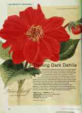 Better Homes & Gardens November 2000 Magazine Article: Darling Dark Dahlia