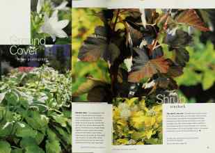 Better Homes & Gardens January 2001 Magazine Article: Page 66