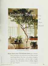 Better Homes & Gardens February 2001 Magazine Article: Indoor Trees For All Year-Round