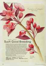 Better Homes & Gardens May 2001 Magazine Article: Such Good Breeding