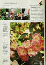 Better Homes & Gardens July 2001 Magazine Article: Now available: Free roses