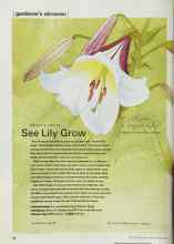 Better Homes & Gardens August 2001 Magazine Article: See Lily Grow