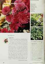 Better Homes & Gardens September 2001 Magazine Article: A snip in time