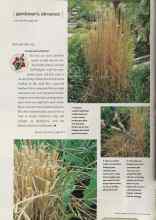 Better Homes & Gardens February 2002 Magazine Article: Test garden tip A rave and a haircut