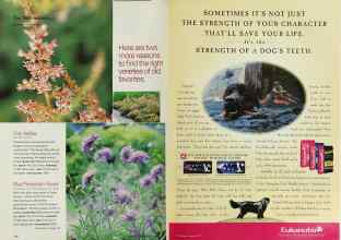 Better Homes & Gardens March 2002 Magazine Article: Page 110