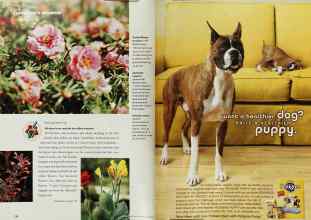 Better Homes & Gardens June 2002 Magazine Article: Page 170