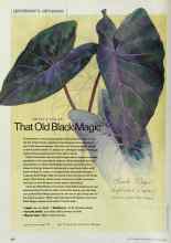Better Homes & Gardens August 2002 Magazine Article: That Old Black Magic