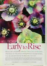 Better Homes & Gardens March 2003 Magazine Article: HELLEBORES: Early to Rise