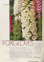 Better Homes & Gardens June 2004 Magazine Article: FOXGLOVES