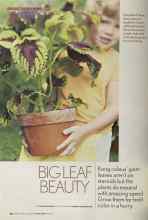 Better Homes & Gardens June 2005 Magazine Article: BIG LEAF BEAUTY