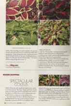 Better Homes & Gardens June 2005 Magazine Article: SPECTACULAR COLEUS