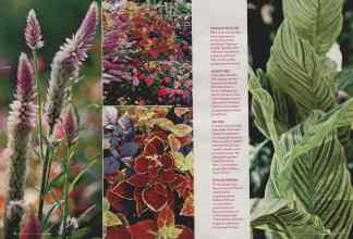 Better Homes & Gardens May 2006 Magazine Article: Page 176