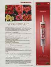 Better Homes & Gardens June 2006 Magazine Article: VIBRANT DAYLILIES