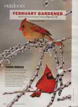 Better Homes & Gardens February 2008 Magazine Article: YARD BIRDS
