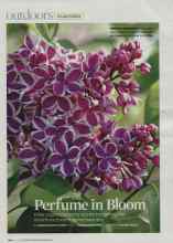 Better Homes & Gardens May 2008 Magazine Article: Perfume in Bloom
