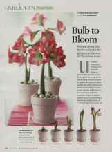 Better Homes & Gardens November 2008 Magazine Article: Bulb to Bloom