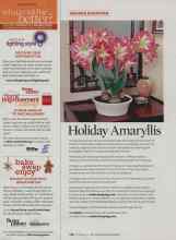 Better Homes & Gardens November 2008 Magazine Article: Holiday Amaryllis