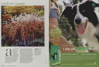 Better Homes & Gardens November 2008 Magazine Article: Page 108